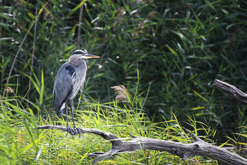 Great Blue Heron fishing on the shore