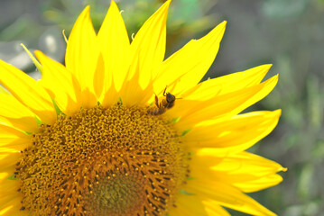Naklejka premium Blooming sunflower with bee close up detail, soft blurrybokeh background