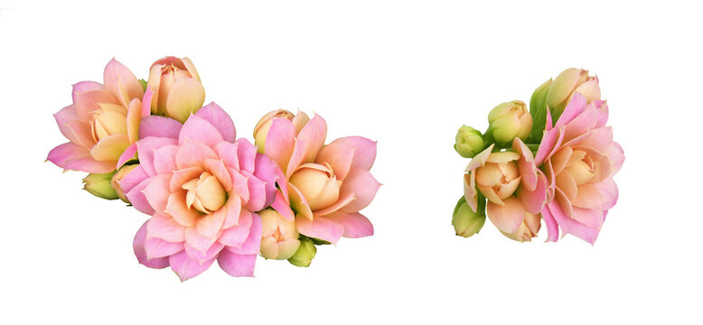 Set of pink calanchoe flowers and buds