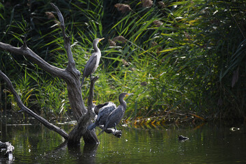 Double-crested Cormorants perched on the branches of a dead tree