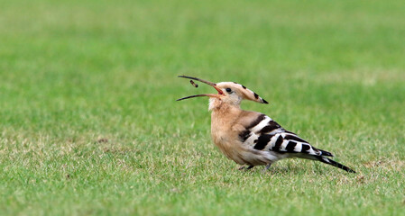 Hoopoe feeding on a cricket pitch in Yorkshire, a rare and exotic visitor