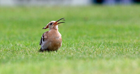 Hoopoe feeding on a cricket pitch in Yorkshire, a rare and exotic visitor