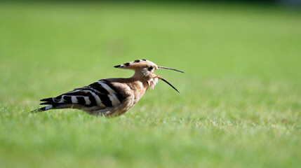 Hoopoe feeding on a cricket pitch in Yorkshire, a rare and exotic visitor © Stephen