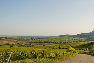 Obraz premium Riquewihr, Weinstrasse, Weinberge, Weindorf, Altstadt, historische Häuser, Elsass, Stadtmauer, Weinproduzenten, Herbst, Frankreich