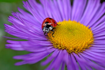 ladybird on purple flower