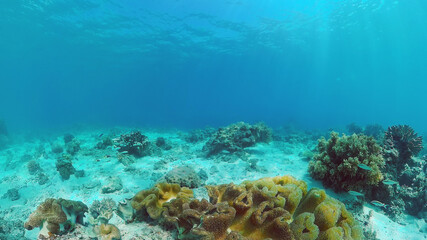 Tropical Fishes on Coral Reef, underwater scene. Panglao, Philippines.