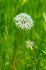 タンポポ