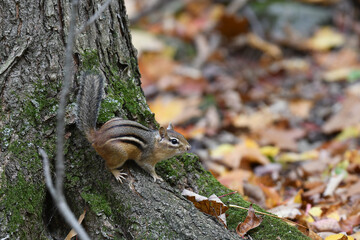 Cute Chipmunk resting at the bottom of a tree