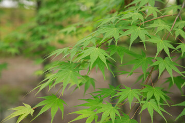 新緑のもみじ
