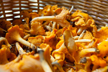 Lots of raw chanterelle mushrooms in a basket. Close-up. Selective focus on subject.