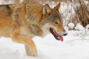 Wolf. Wild animal on snow in winter forest. Canis lupus