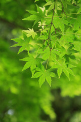 カエデの新緑