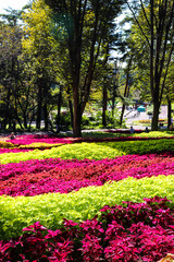 ユリウス 葉っぱ 可憐 カラフル