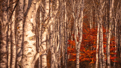 Obraz premium 長野県 白樺群生地 紅葉