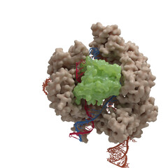 Illustration of a CRISPR-Cas9 DNA cleavage complex  based on actual Cryo-Electronmicroscopy data. 