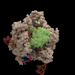 Illustration of a CRISPR-Cas9 DNA cleavage complex  based on actual Cryo-Electronmicroscopy data. 