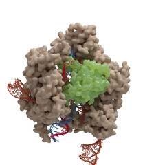 Illustration of a CRISPR-Cas9 DNA cleavage complex  based on actual Cryo-Electronmicroscopy data. 