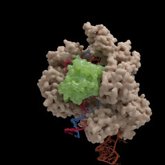 Illustration of a CRISPR-Cas9 DNA cleavage complex  based on actual Cryo-Electronmicroscopy data. 