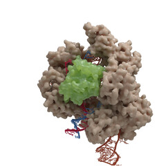 Illustration of a CRISPR-Cas9 DNA cleavage complex based on actual Cryo-Electronmicroscopy data. 