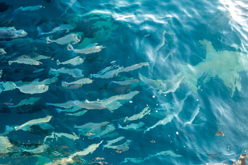 Fototapeta na wymiar Shark followed by shoal of fish in blue water of Indian ocean on Maldive islands shot from below