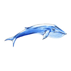 Watercolor blue whale isolated on white background