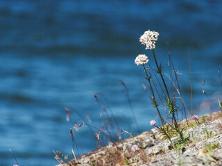 White flower on a rocky shore