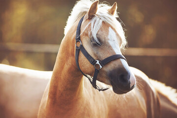 A beautiful palomino  horse with long bangs is illuminated by a soft gentle light and stands with...
