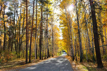 Indian summer - an asphalt path in a city park among birches with yellow foliage. Autumn background.