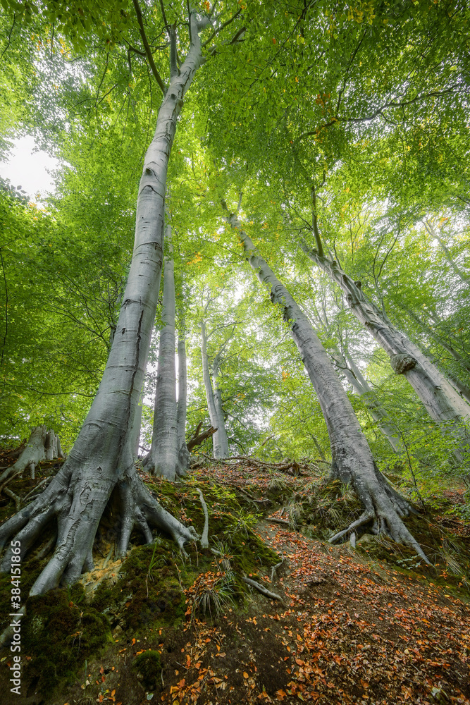 Wall mural old beech trees on a hill with roots, trunks and green leaves in the crowns seen from below in an en