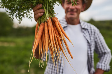 Mature farmer showing ripe carrots