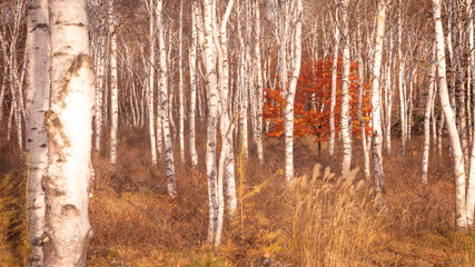 Fototapeta premium 長野県 白樺群生地 紅葉