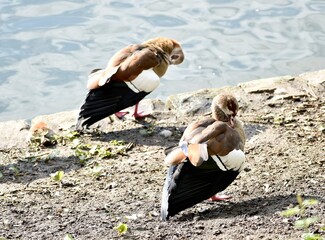 two geese standing by the water and itching