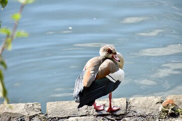 a goose standing by the water head turned to back
