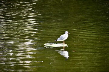 White seagull on a piece of plastic on green waters