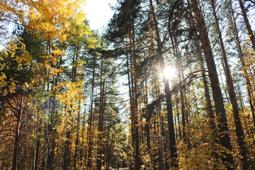 Indian summer is an autumn mixed forest with birches and pines. Colorful yellow birch foliage. Sunbeams making their way through tree branches.