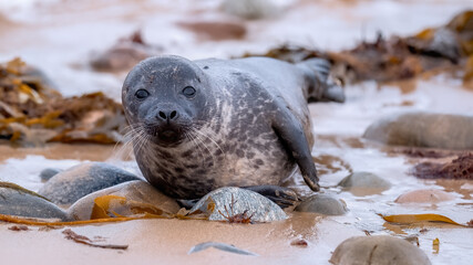 Common seal pup (harbour seal) lying comfortably on a rocky beach by the shore