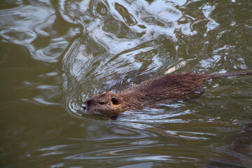 a river otter