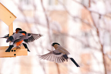 Bullfinch birds fly around the feeder