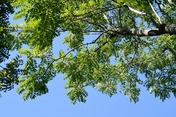 Giralds Tree of heaven