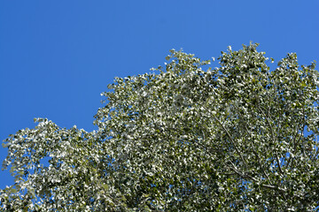 White poplar
