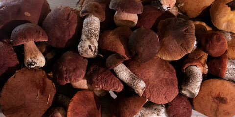 A pile of noble forest mushrooms boletus and red cap boletus, top view