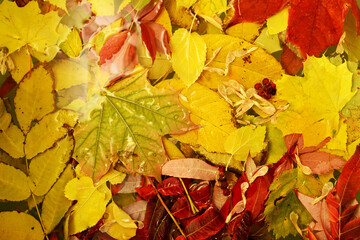 Naklejka na ściany i meble Autumn background wet fallen colorful leaves in a puddle