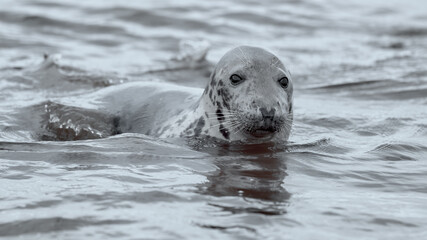Naklejka premium Grey seal in shallow water coming ashore from the ocean