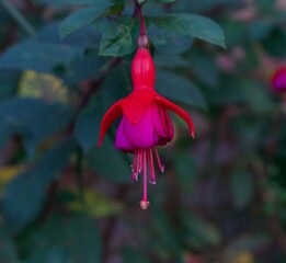 Beautiful deep pink fuchsia flower against soft green blurred background