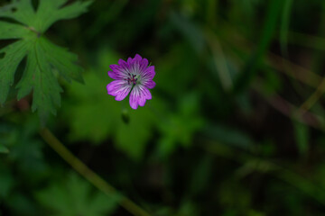 Beautiful pink purple little flower in green summer forest