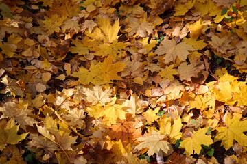Autumn textured background - fallen yellow maple leaves. Indian summer.