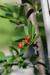 Formosa firethorn