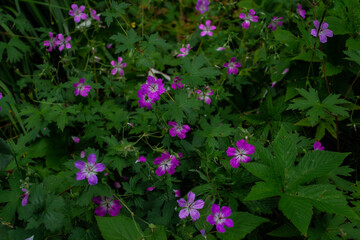 Meadow geranium, meadow crane's-bill, Geranium pratense, field plant, five-petaled purple pink flowers growing among green grass in summer Siberian forest