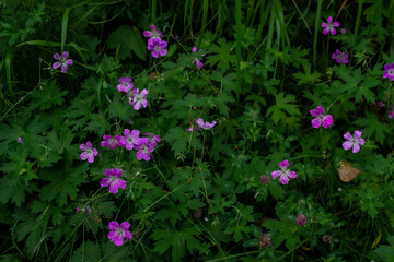 Many meadow geranium, meadow crane's-bill, Geranium pratense, field plant, five-petaled purple pink flower growing among green grass in summer forest