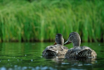 Two mallards floats on the water